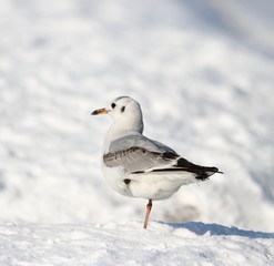 Seagull in the winter snow