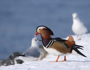 Mandarin duck - male in winter