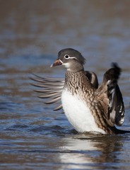 Mandarin duck - female