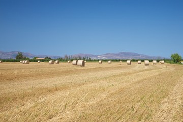 Fototapeta premium hay cylinder field