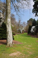 The arrival of Spring in an English Park