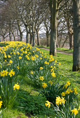 Obraz premium Bank of daffodils alongside pathway with trees