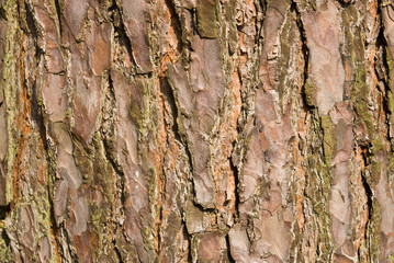 Tree bark textured background