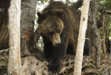 Grizzly Bear, Grouse Mountain, Vancouver,British Columbia Canada