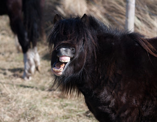 Fototapeta premium Wild Welsh Ponies