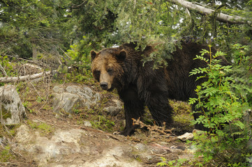 Grizzly Bear, Grouse Mountain, Vancouver,British Columbia Canada