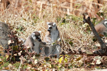 ワオキツネザル (東京・上野動物園)