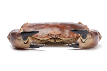 Whole single fresh sea crab