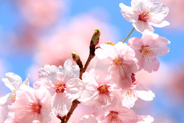陽光桜 (東京・上野公園)