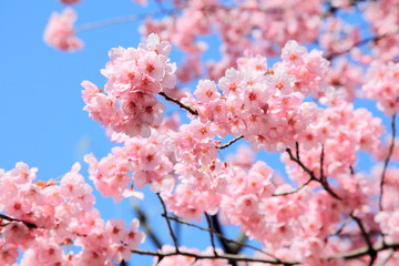 陽光桜 (東京・上野公園)