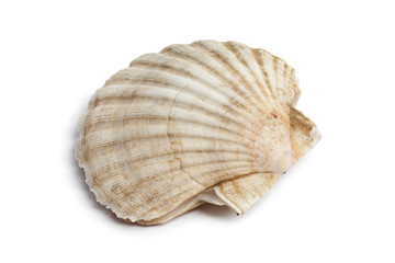 Fresh closed scallop