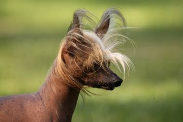 Chinese Crested Hairless Portrait