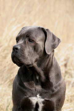 cane corso italiano portrait