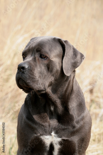 video pornoxxx gratis cane corso italiano video pornoxxx gratis cane corso italiano