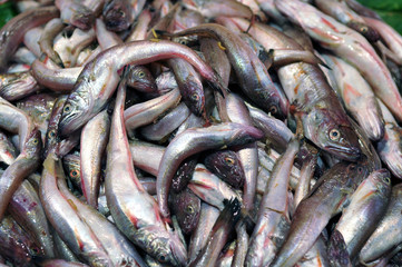 Sardines