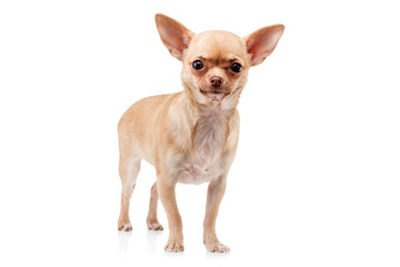 Chihuahua dog