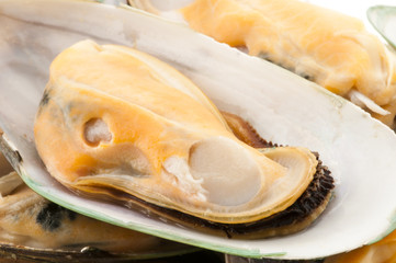 Mussel
