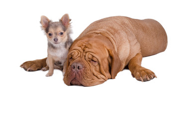 Huge and tiny. Big and small dogs friends.