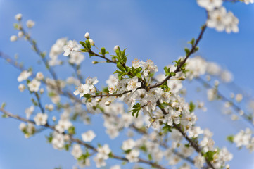 Cherry blossom