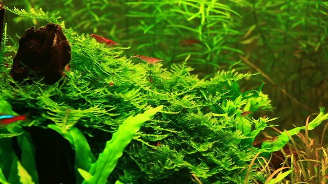 Natural Aquarium. Part 3