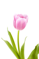 Pink & white tulip isolated with drop water