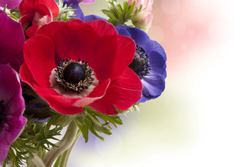 Anemone rosso