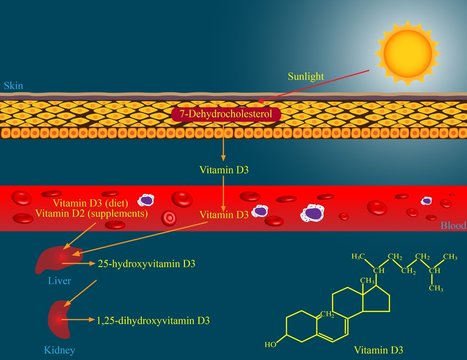 Vitamin D Metabolism