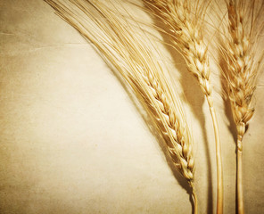 Wheat
