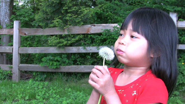 Dandelion Fun