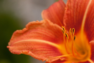 Orangene Blüte