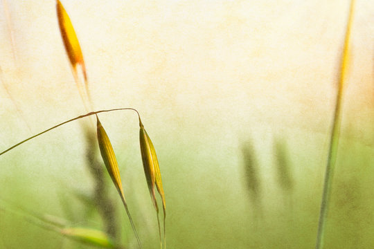 Spring Plant Textures