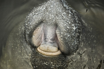 Manatee Face