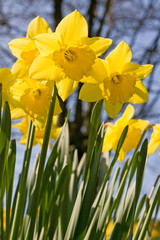 Spring Daffodils against a background of branches.