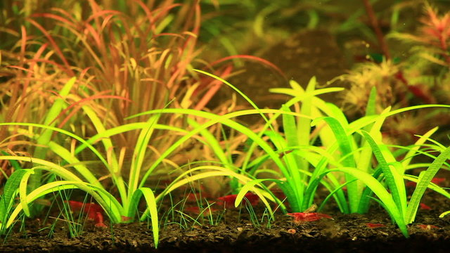 Natural Aquarium. Part 5