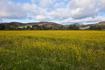 Field of yellow flowers.