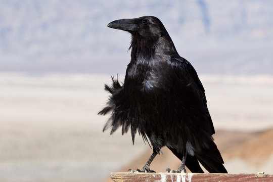 Common Raven (Corvus Corax)