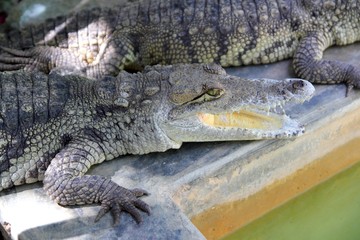 Crocodiles having a sun bath in South America