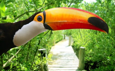 Toco toucan in mangrove tropical jungle © lunamarina