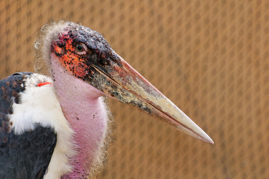 Marabou