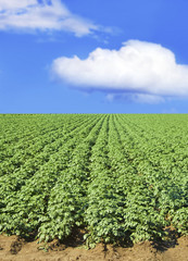 Fototapeta na wymiar Potato field against blue sky and clouds