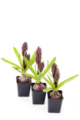 hyacinth buds