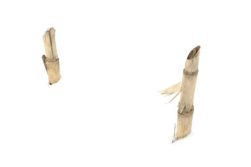 crop root in the snow in winter