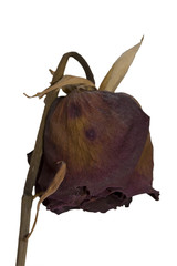 Dry rose. Isolated on white.