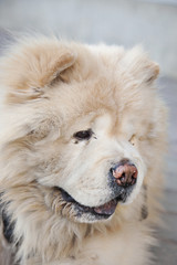 Chow chow vertical