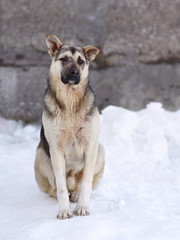 Mixed breeds German shepherd puppy sitting on the snow
