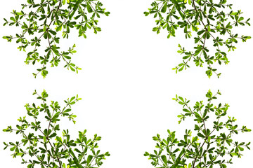 Obraz na płótnie Canvas green leave isolated on white background