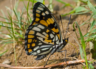 Butterfly (Sephisa dichroa) 18