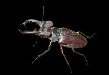 Male of Stag-beetle 22