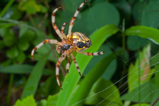 Spider on spider web 21
