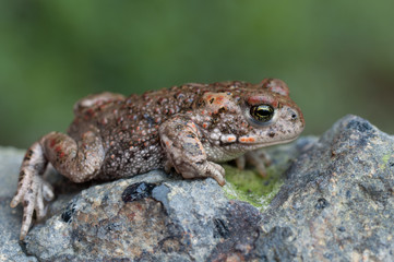 bufo calamita